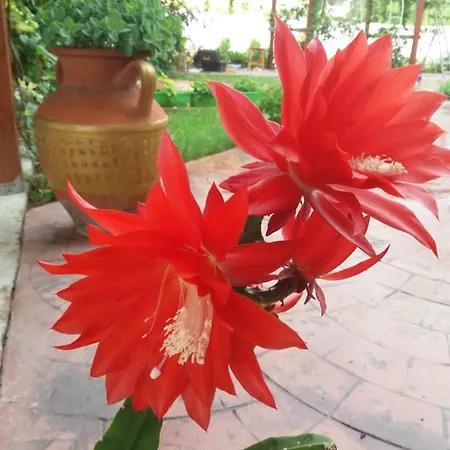 Alba Family Club 酒店 2*