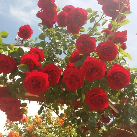 Alba Family Club 酒店 2*