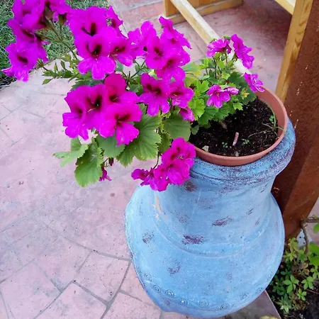 Alba Family Club 2* 普里莫尔斯科