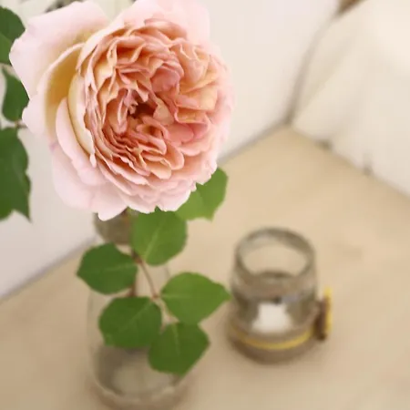 Alba Family Club 普里莫尔斯科