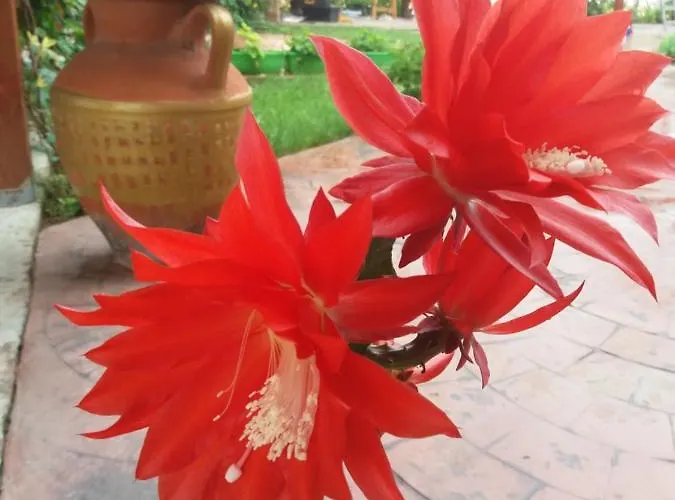 Alba Family Club 酒店 2*