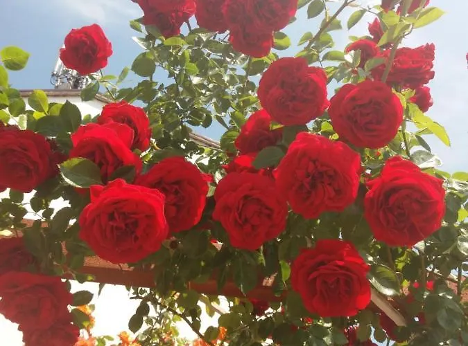 Alba Family Club 酒店 2*