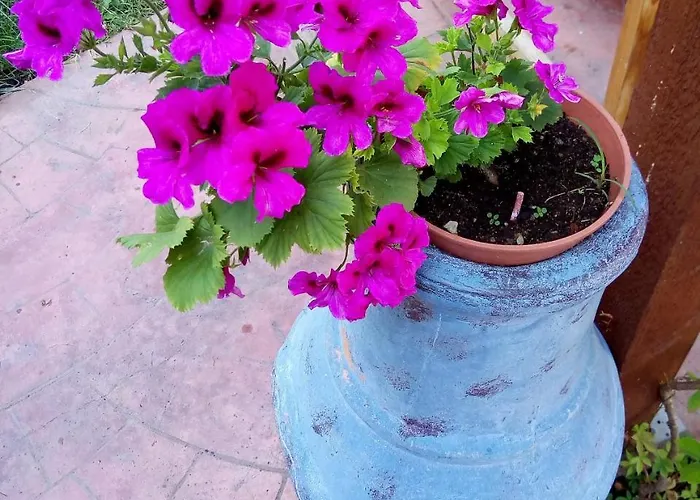 Alba Family Club 2* 普里莫尔斯科